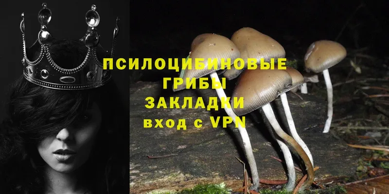 купить  сайты  Вольск  Галлюциногенные грибы Psilocybe 