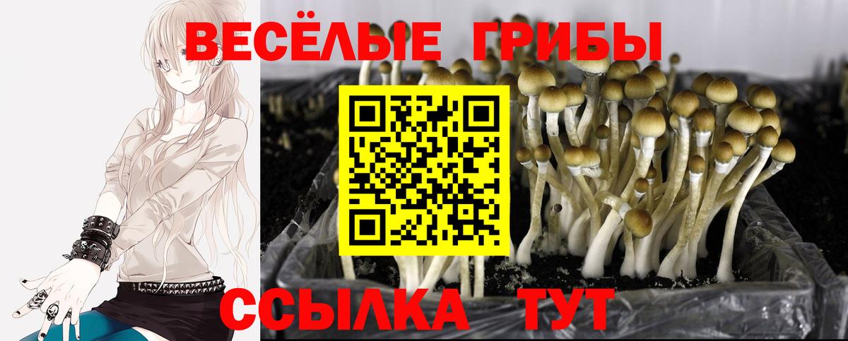 Вольск  Псилоцибиновые грибы MAGIC MUSHROOMS  Вход с VPN 
